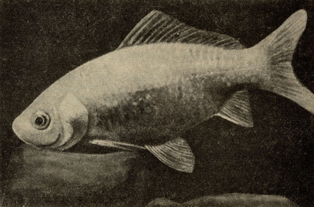 Рис. 90а. Золотая рыбка