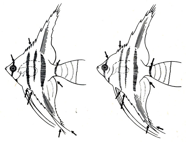 Рис. 105. Половые различия у скалярий (слева - самец, справа - самка; стрелками указаны признаки, на которые следует обратить внимание)
