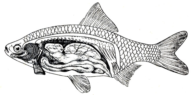 Рис. 36. Схема строения рыбы