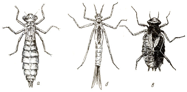 Рис. 61. Личинки стрекоз: а - коромысла, б - красотки, в - нимфа стрекозы эпитеки
