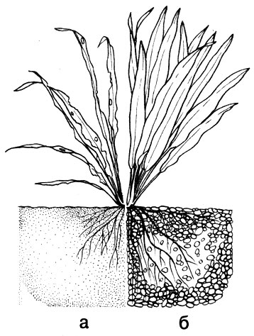 Состояние корней растения в мелком песке (а) и гальке (б)