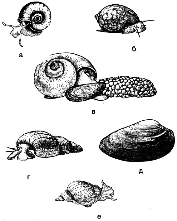Моллюски: а - катушка роговая; б - физа; в - амнулярия; г - мелания; д - перловица; е - прудовик