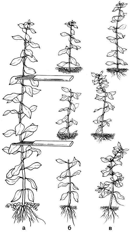 Размножение длинностебельных растений черенками: а - рассечение стебля; б - посадка черенков; в - состояние черенков через 2-3 недели
