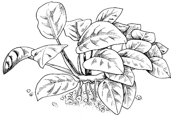 Анубиас карликовый