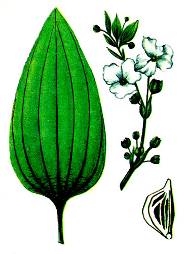Рис. 90 Эхинодорус метельчатый