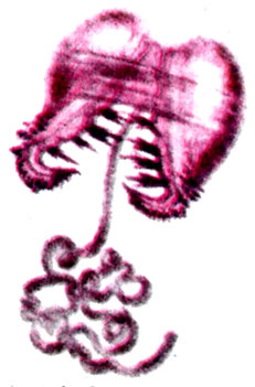 Личинка двустворчатого моллюска (глохидия)