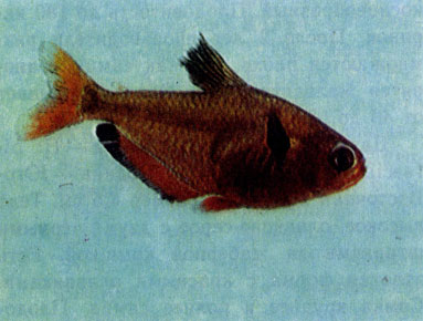 Красная тетра-серпас (Н. callistus serpae)