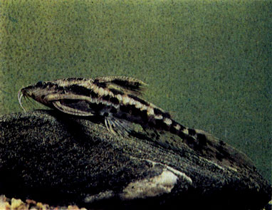 Мегалодор-бражник (Megalodoras spec. cf. paucisquamatus) 