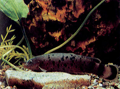 Малоротый электрический сом (Malapterurus microstoma)