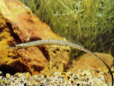 Чернолинейная рыба-игла (Syngnathus nigrolineatus)
