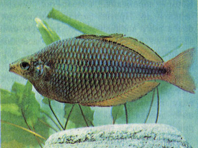 Трехполосая радужница (М. trifasciata) — самец 