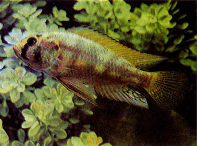 Астатореохром Вандерхорста (Astatoreochromis wanderhorstii)