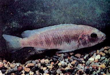Самка лабидохрома Фрайберга (Labidochromis freibergi)