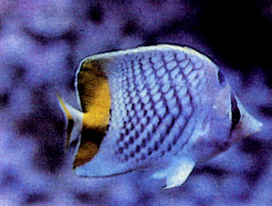 Желтохвостая рыба-бабочка (Chaetodon xanthurus)