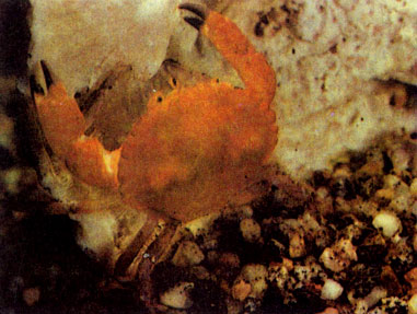 Красный овальный краб (Cancer amphioetus var.)