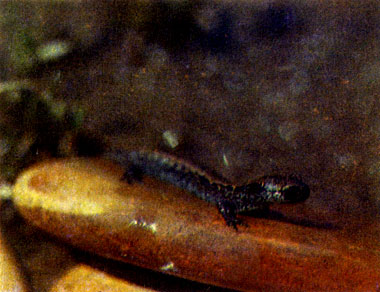 Кавказская саламандра (Mertenciella caucasica)