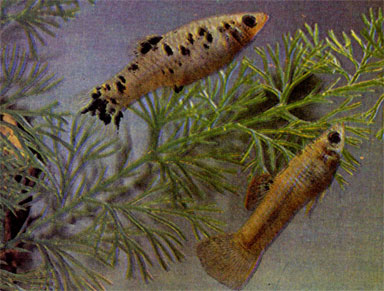 Однополосая лимия (L. vittata) и пецилия сфенопс (Poecilia sphenops)