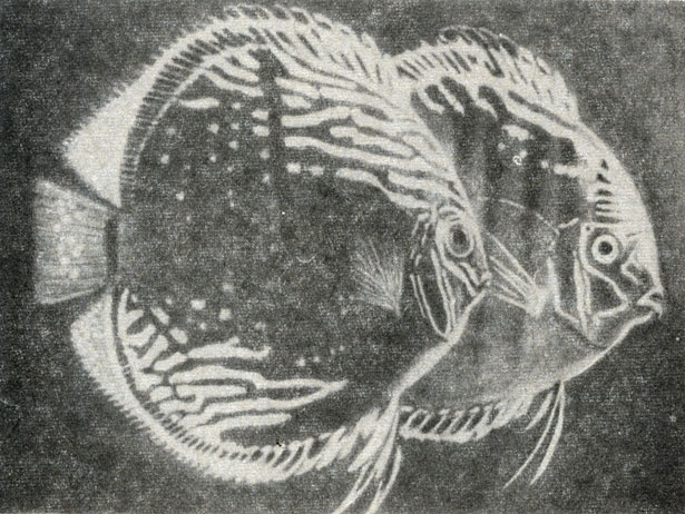 Рис. 106. Дискус
