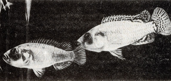 Рис. 108. Хромис бульти