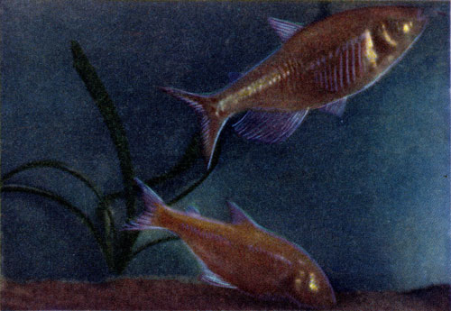 Слепая рыба