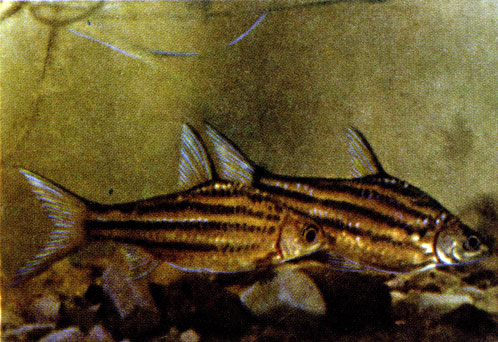 Пунтиус полосатый