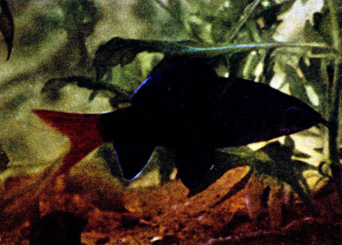 Лабео двуцветный