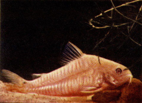 Сомик альбинос