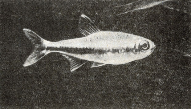 Рис. 71. Перувианус