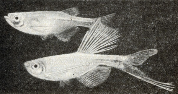 Рис. 77. Дракон