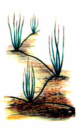 Рис. 131 Ситняг крошечный