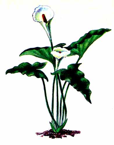Рис. 180 Калла эфиопская
