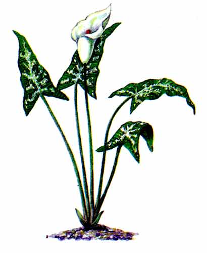 Рис. 181 Рихардия белопятнистая