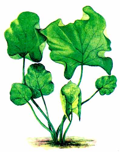 Рис. 197 Кубышка малая