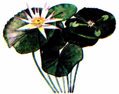 Рис. 200. Кувшинка морская роза
