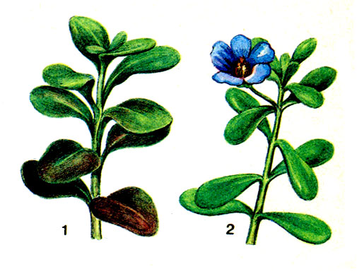 Рис. 230 Бакопы: 1 — Каролинская; 2 — маниера