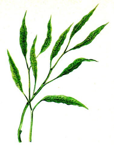 Рис. 33 Рдест восьмитычиночный