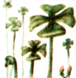 Марсилия четырехлистная