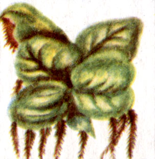 Филлантус плавающий