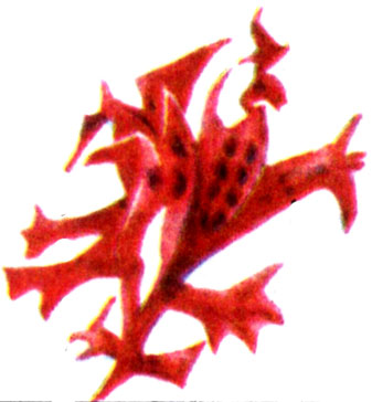 Порфира (Porphyra sp.)
