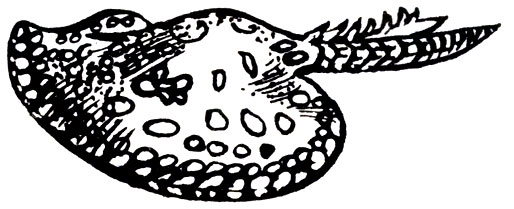Семейство Речные хвостоколы (Potamotrygonidae)