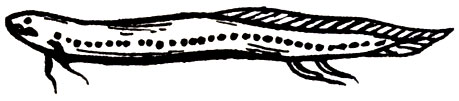 Семейство Американские двулегочниковые (Lepidosirenidae)