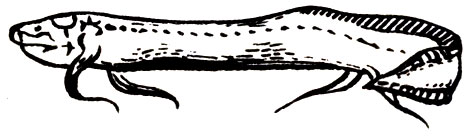 Семейство Африканские двулегочниковые (Protopteridae)
