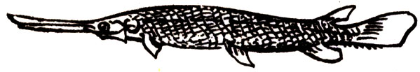 Семейство Панцирные щуки (Lepisosteidae)