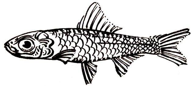 Семейство Конготриссовые (Congothrissidae)