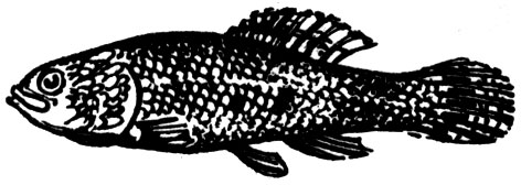 Семейство Умбровые (Umbridae)