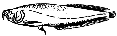 Семейство Костеязычные (Osteoglossidae)