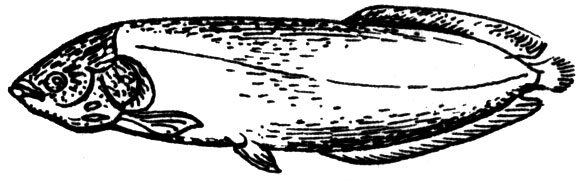 Семейство Гетеротовые (Heterotidae)