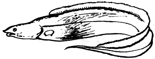 Семейство Гимнарховые (Gymnarchidae)