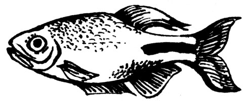 Семейство Алестовые, или Африканские тетры (Alestidae)