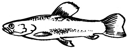 Семейство Трахировые (Erythrinidae)